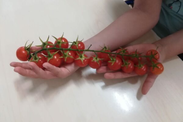 tomate cherry